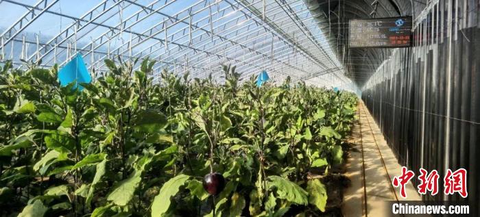 閆村的蔬菜大棚。　郭曉云 攝