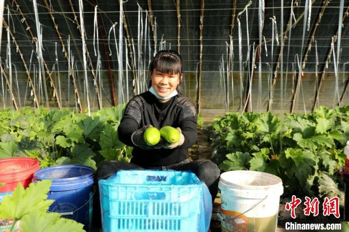 閆村的蔬菜大棚。　郭曉云 攝