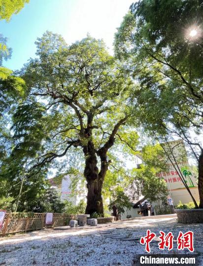 古樹見證鄉(xiāng)愁鄉(xiāng)興廣西傳承生態(tài)文化讓“綠色化石”煥發(fā)生機(jī)