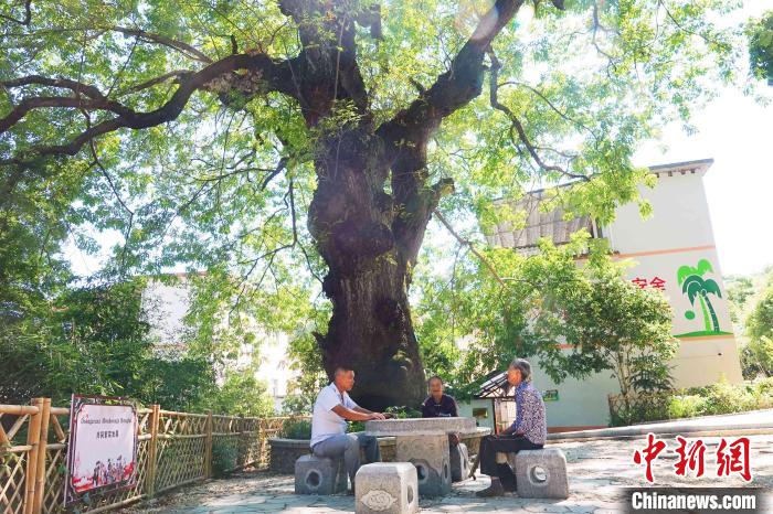 毛竹山村長者在講述南酸棗樹的故事?！∈Y林林 攝