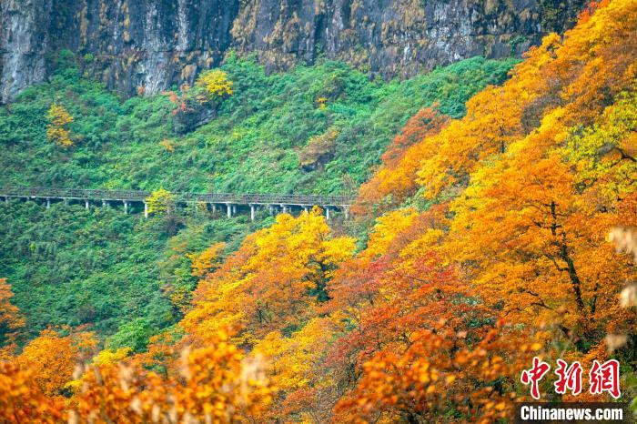 瓦屋山秋色正濃?！⒅铱?攝