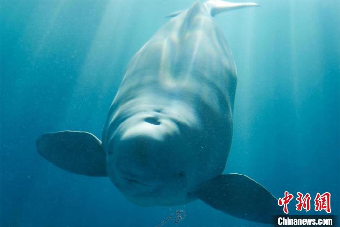 憨萌可愛的“漢寶”?！∥錆h白鱀豚保護(hù)基金會供圖