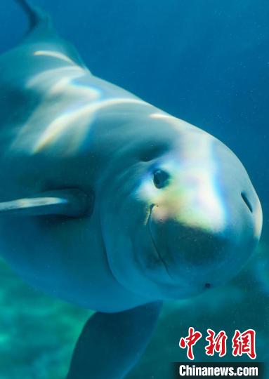 憨態(tài)可掬的“漢寶”?！∥錆h白鱀豚保護(hù)基金會供圖