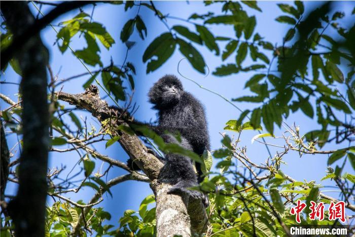 圖為景東縣觀測到的西黑冠長臂猿?！√圃?攝