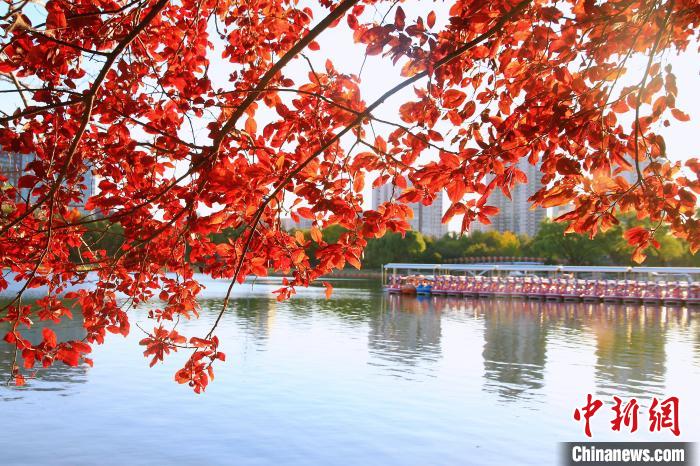 圖為玉淵潭櫻花湖?！”本┦泄珗@管理中心供圖