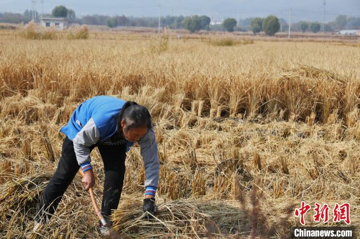 農(nóng)戶正搶抓農(nóng)時收割水稻?！⊥醵髁?攝