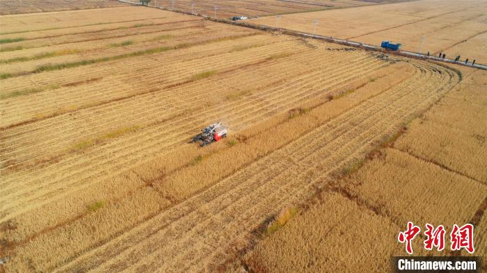 轟鳴的收割機(jī)在稻田中穿梭?！⊥醵髁?攝