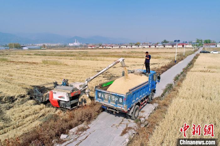 豐收季?！⊥醵髁?攝