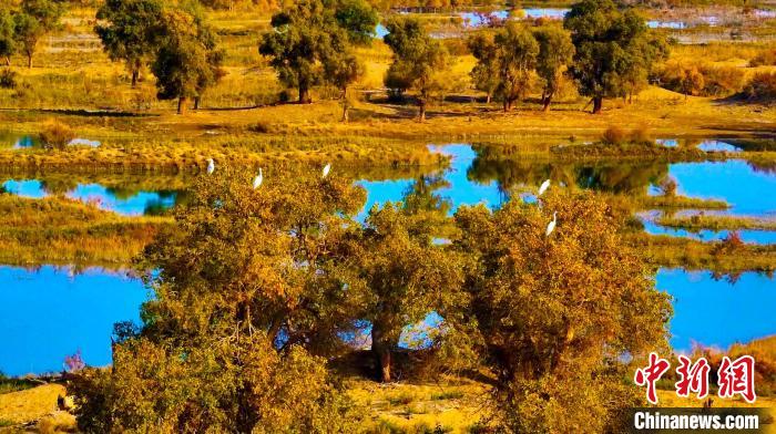 目前，正值候鳥遷徙的季節(jié)，成群的白鷺、鸕鶿、天鵝在濕地公園湖泊中游弋。　王漢冰 攝
