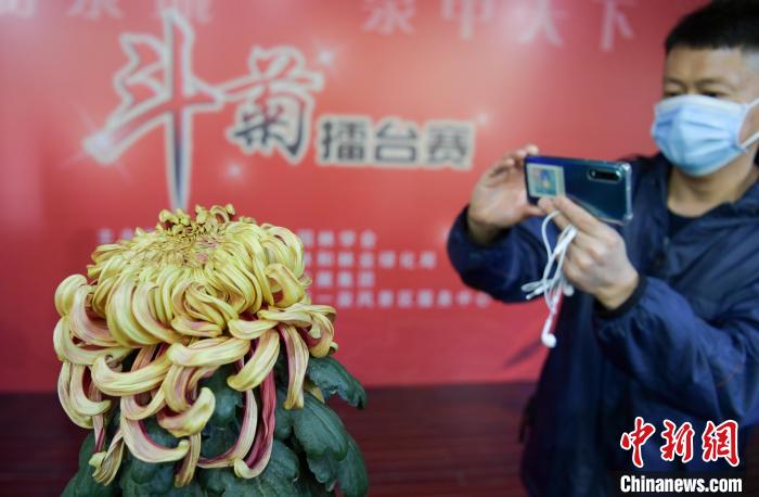 10月25日，濟(jì)南趵突泉金秋菊展，“菊王”吸引觀眾拍照。　張勇 攝