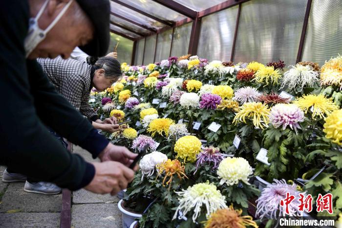 市民在菊花造型前拍照?！堄?攝