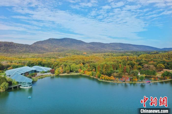 南京中山植物園“醉”美月牙堤。　秦亞龍 攝