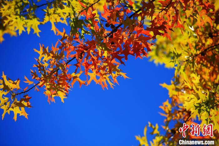 秋末冬初，又是一年楓葉紅?！⌒爝h(yuǎn) 攝