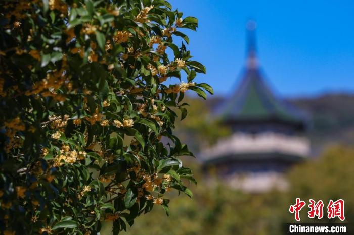 品香賞桂正當(dāng)時。　泱波 攝