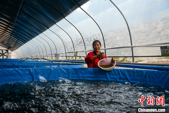 圖為10月19日，在“魚菜共生”基地的魚苗孵化區(qū)，工作人員正在給魚苗喂食。 <a target='_blank' href='/'>中新社</a>記者 何蓬磊 攝