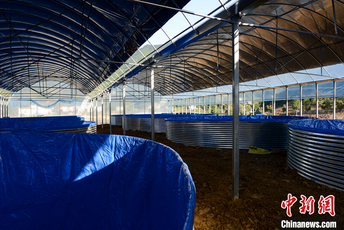 圖為10月19日，“魚菜共生”基地即將投入使用的魚類養(yǎng)殖區(qū)。 <a target='_blank' href='/'>中新社</a>記者 何蓬磊 攝