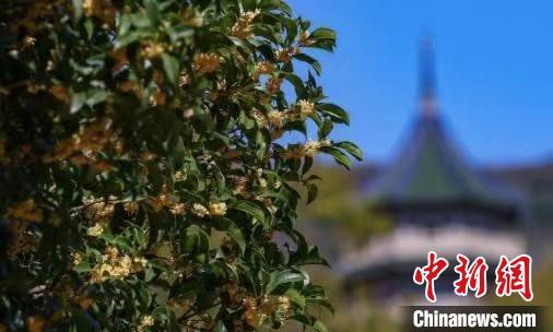 南京百年“桂花王”迎來(lái)桂花盛放期?！°蟛?攝