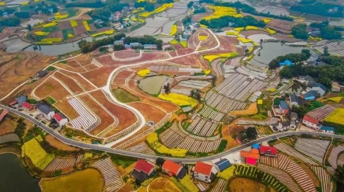 貢井區(qū)成佳鎮(zhèn)楊柳村大豆田。圖片來源：臺灣《經(jīng)濟(jì)日報》