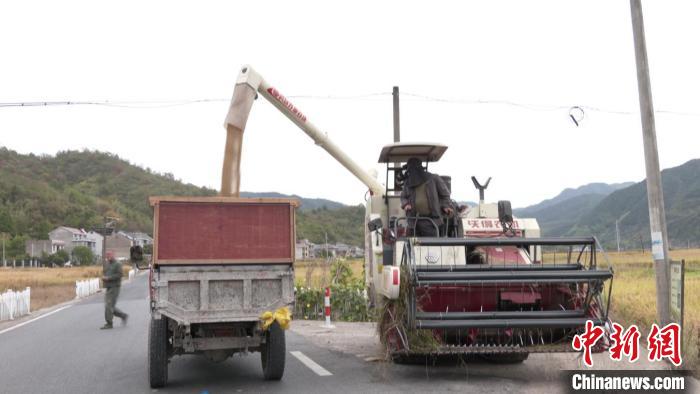 浙江袁隆平水稻試驗(yàn)田“巨型稻”迎來收割?！〗ǖ率形麄鞑抗﹫D