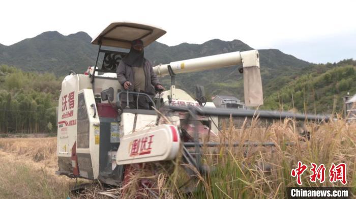 浙江袁隆平水稻試驗(yàn)田“巨型稻”迎來收割?！〗ǖ率形麄鞑抗﹫D