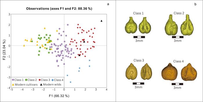 中亞青銅時代葡萄遺存與現(xiàn)代類型的主成分分析及各組數(shù)據(jù)變化。　 陳冠翰 供圖