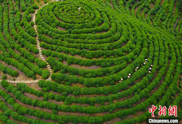 資料圖為2022年4月12日，航拍安徽省黃山市黃山區(qū)猴坑村太平猴魁生態(tài)茶園。 （無人機(jī)照片） <a target='_blank' href='/'>中新社</a>發(fā) 施亞磊 攝