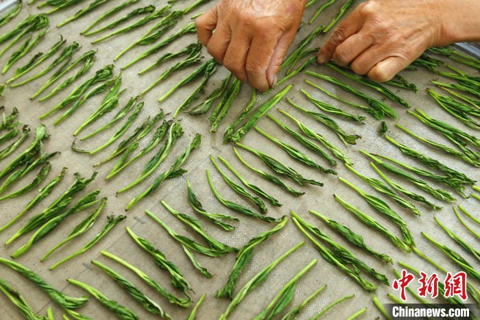 資料圖為2022年4月12日，安徽省黃山市黃山區(qū)猴坑村，茶農(nóng)將采摘來的太平猴魁鮮葉進(jìn)行“整形”。 <a target='_blank' href='/'>中新社</a>發(fā) 施亞磊 攝