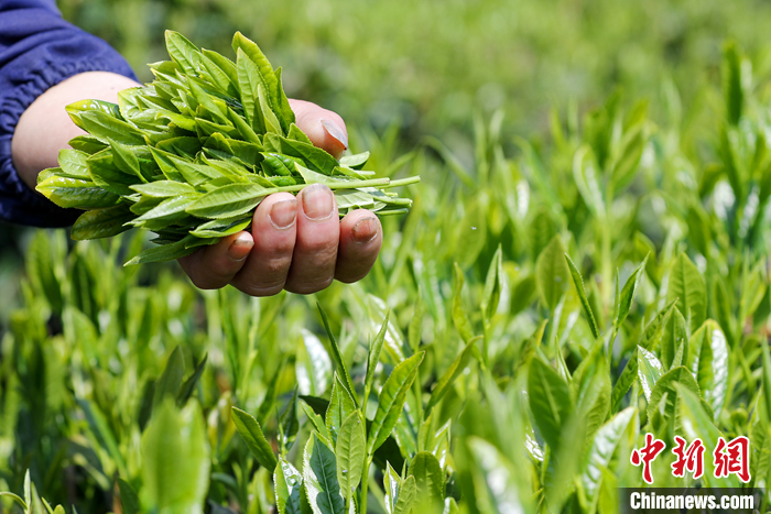 資料圖為2022年4月12日，安徽省黃山市黃山區(qū)猴坑村，茶農(nóng)正在采摘太平猴魁鮮葉。 <a target='_blank' href='/'>中新社</a>發(fā) 施亞磊 攝