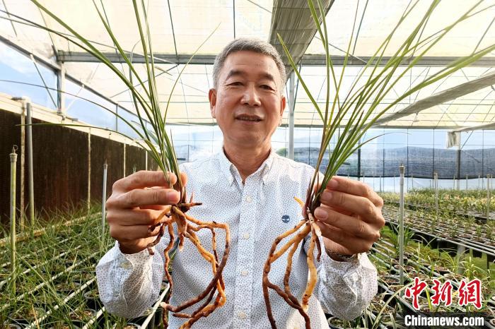 臺胞湯清喜向記者分享他在大陸種植蘭花故事?！×握涿?攝