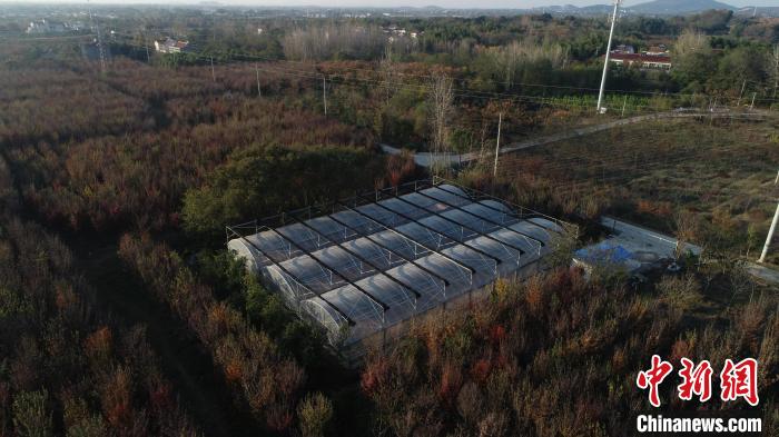 如今，基地繁育出不同規(guī)格的種苗50余萬株?！∧暇┲猩街参飯@供圖