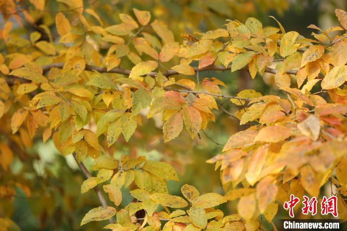 秋天正是賞銀縷梅果實和秋葉的季節(jié)。　南京中山植物園供圖