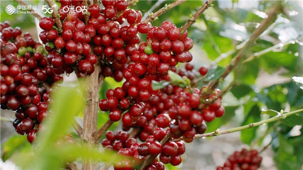 保山小?？Х葕Z“咖啡屆奧斯卡”金獎 讓世界喝到中國味道