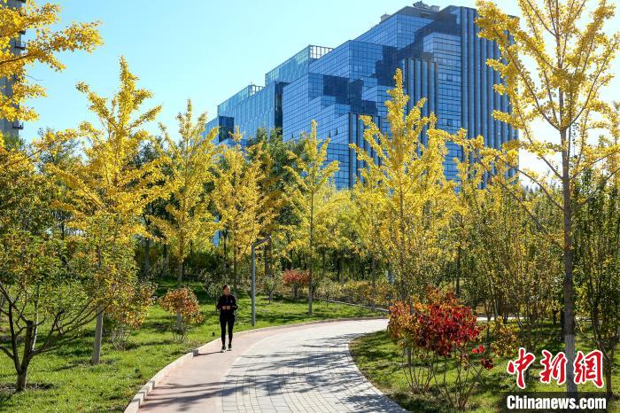 圖為北京石景山新安城市記憶公園?！”本┦袌@林綠化局供圖