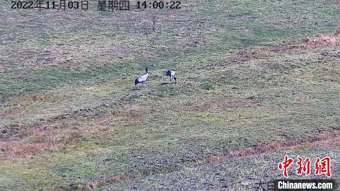 云南尋甸自然保護(hù)區(qū)迎來(lái)今年首批越冬黑頸鶴