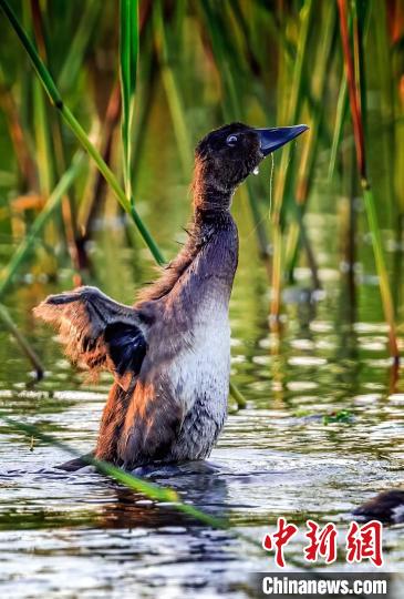 “鳥中大熊貓”青頭潛鴨為何眷戀武漢？