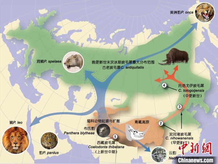 冰期動物在青藏高原的起源和擴散?！≈锌圃汗偶棺邓?供圖