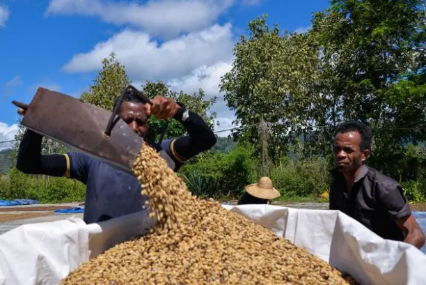△東帝汶位于東南亞努沙登加拉群島，這里的水土氣候等條件適合咖啡樹生長。近年來，東帝汶咖啡在中國成為了“網(wǎng)紅”產(chǎn)品。由于來自中國的訂單增多，當?shù)乜Х确N植戶忙了起來，收入也增加了。