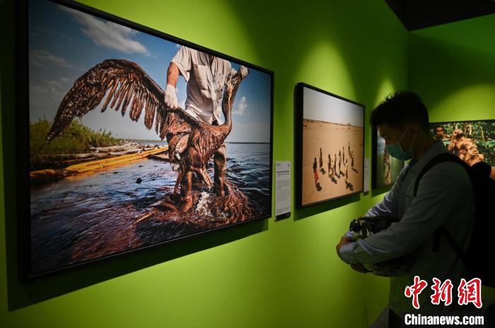 圖為攝影作品《油田開發(fā)的代價：陷在油污的鵜鶘》?！∮峋?攝