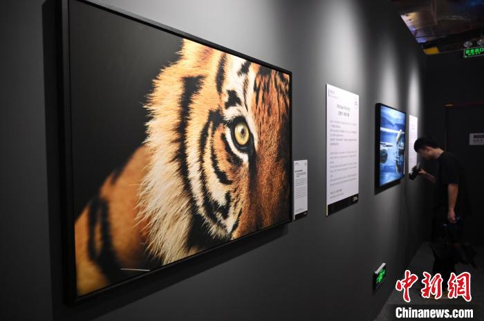 圖為攝影作品《孟加拉虎閃耀的眼睛》?！∮峋?攝