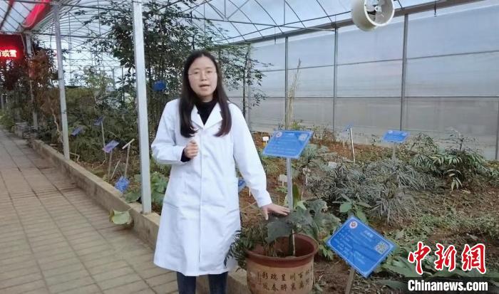 工作人員在貴州中醫(yī)藥大學(xué)的民族醫(yī)藥種植大棚進(jìn)行講解?！≈苎嗔?攝