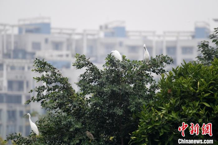 白鷺在枝頭棲息?！∮峋?攝