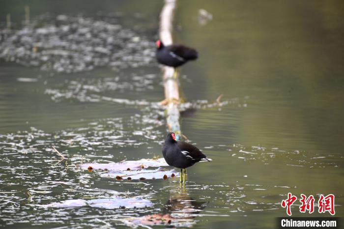 圖為黑水雞。　俞靖 攝