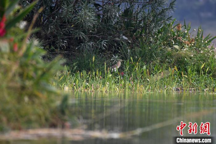 圖為池鷺。　俞靖 攝
