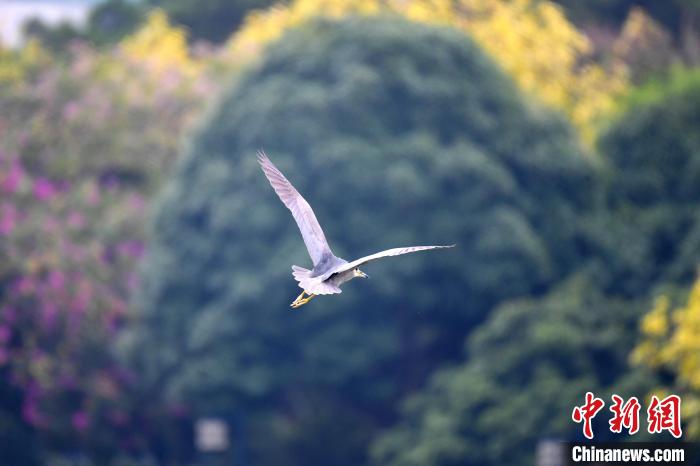 圖為池鷺?lè)w，姿態(tài)優(yōu)雅?！∮峋?攝