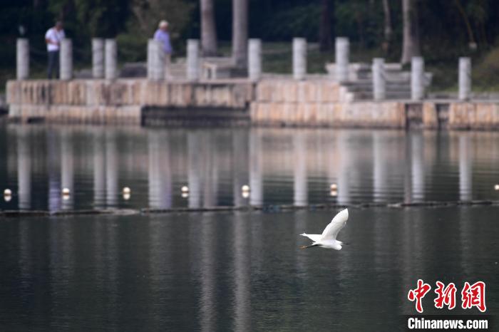 圖為池鷺?lè)w，姿態(tài)優(yōu)雅?！∮峋?攝