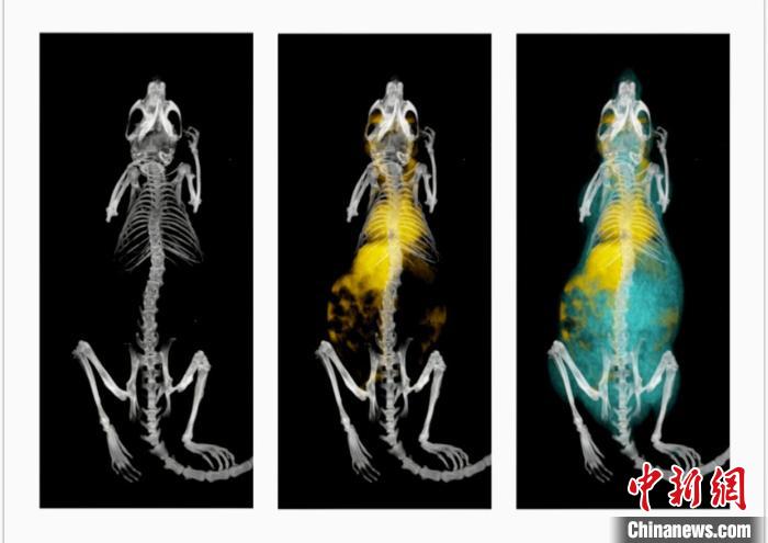 鼠釓劑造影成像。　中科院高能所 供圖