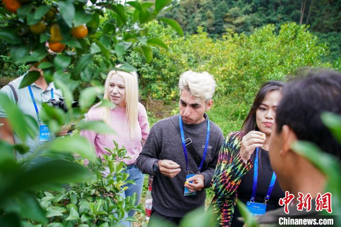 圖為外國(guó)青年走進(jìn)砂糖橘基地?！￡惞谘浴z