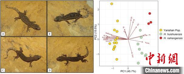 圖為硯山半葉趾虎?！≈袊茖W院西雙版納熱帶植物園供圖