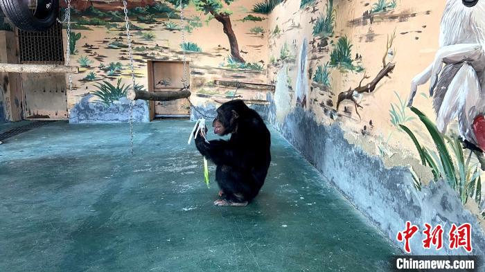 黑猩猩“巧克力”會將蔥白最外側的蔥皮剝掉，先吃最里面的?！O婷婷 攝