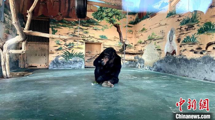 將一整根蔥吃掉之后，黑猩猩“巧克力”將掉在地上的蔥葉撿起來，塞進嘴中吃掉。　孫婷婷 攝